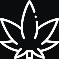 seeds indica sativa Seeds indica sativa