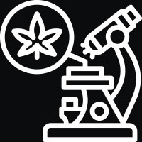 THC SEEDS fort THC seeds